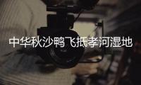 中华秋沙鸭飞抵孝河湿地