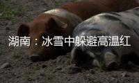 湖南：冰雪中躲避高温红色预警