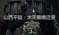 山西平陆：大天鹅南迁受伤掉队 村民精心护理后放飞